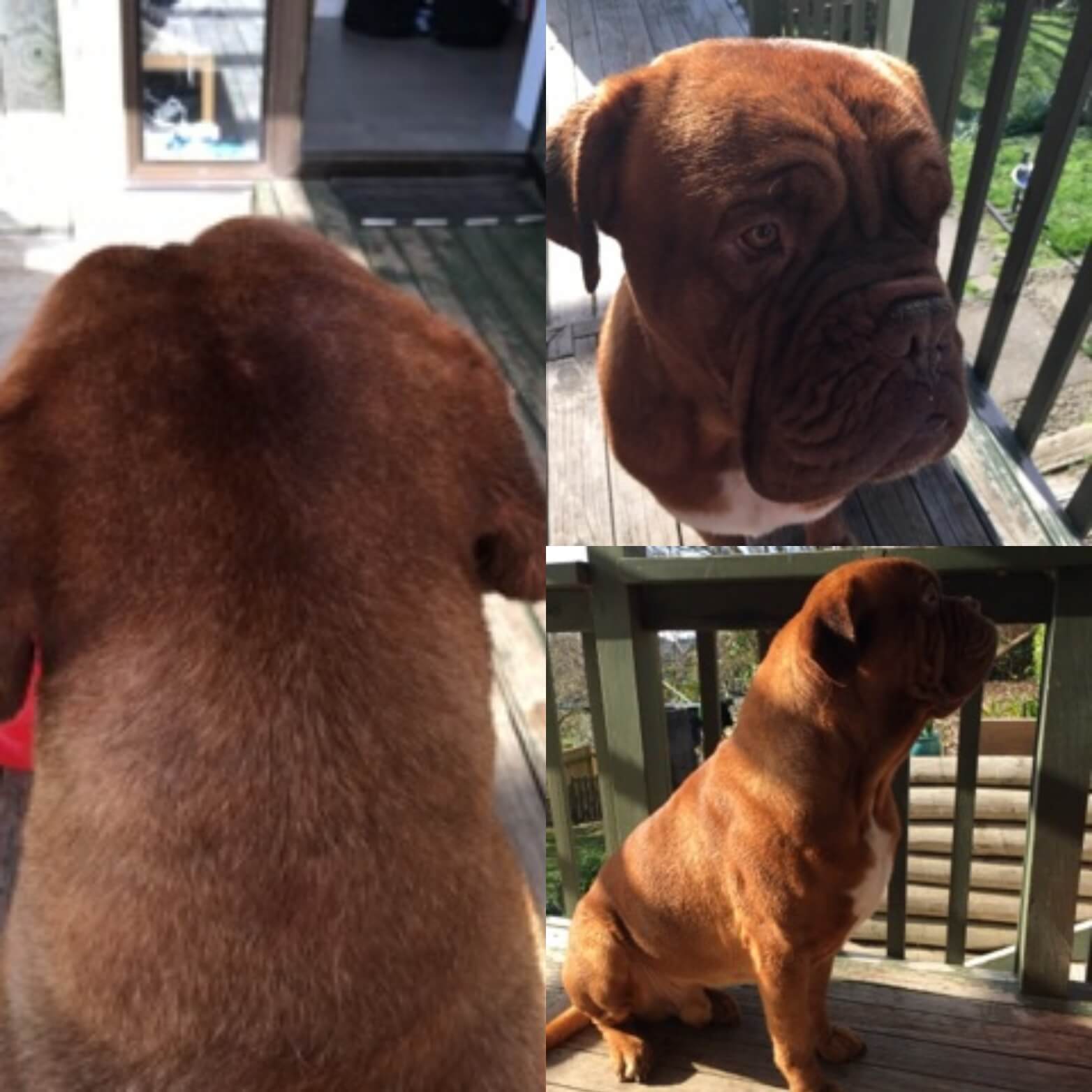 Probiotic 4 Dogs